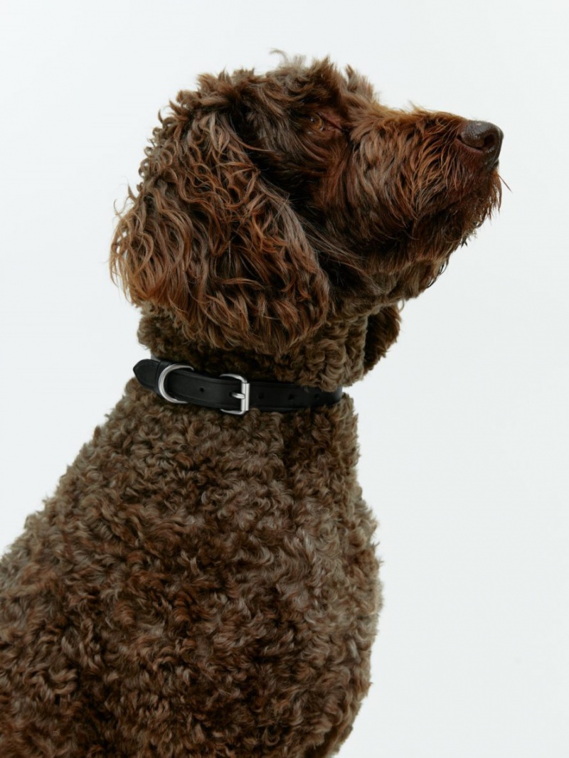 Alte Accesorii Arket Piele Dog Collar Barbati Negrii | Romania-CXLS28659